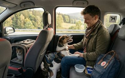 Chien en voyage en voiture lors d'un covoiturage