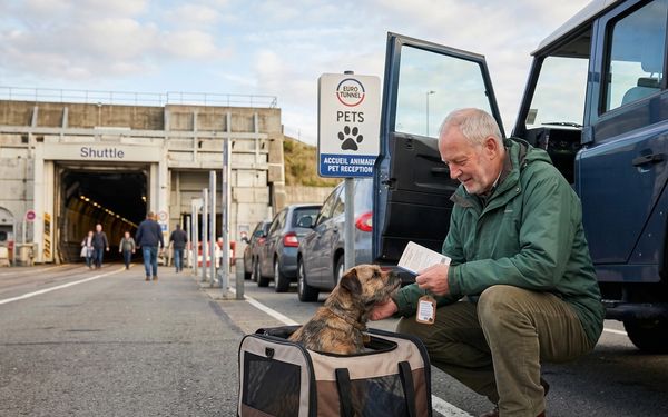 Chien à côté d'une voiture