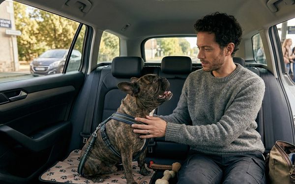 Chien dans une voiture