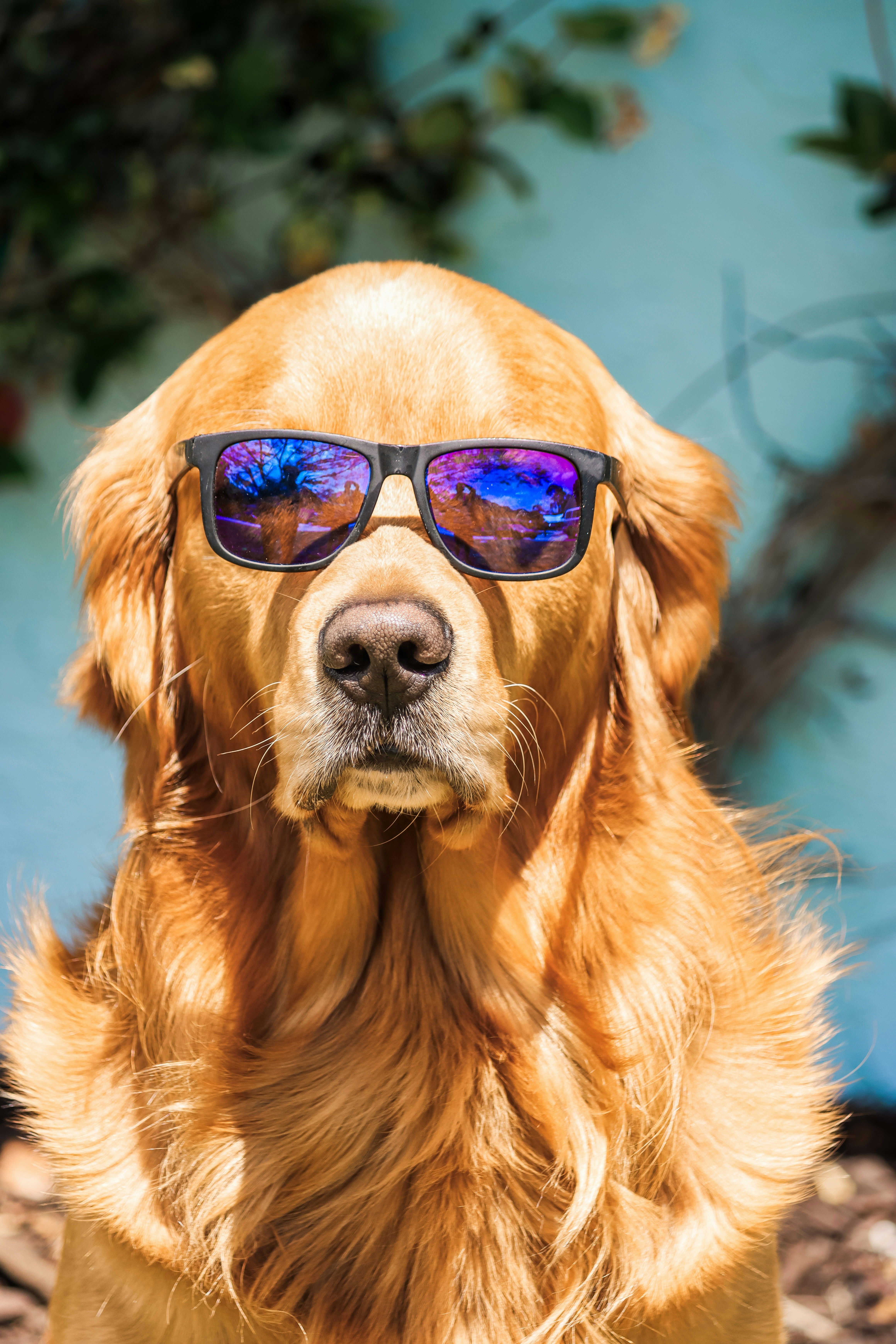 Chien portant des lunettes de soleil pour se protéger les yeux en vacances au soleil