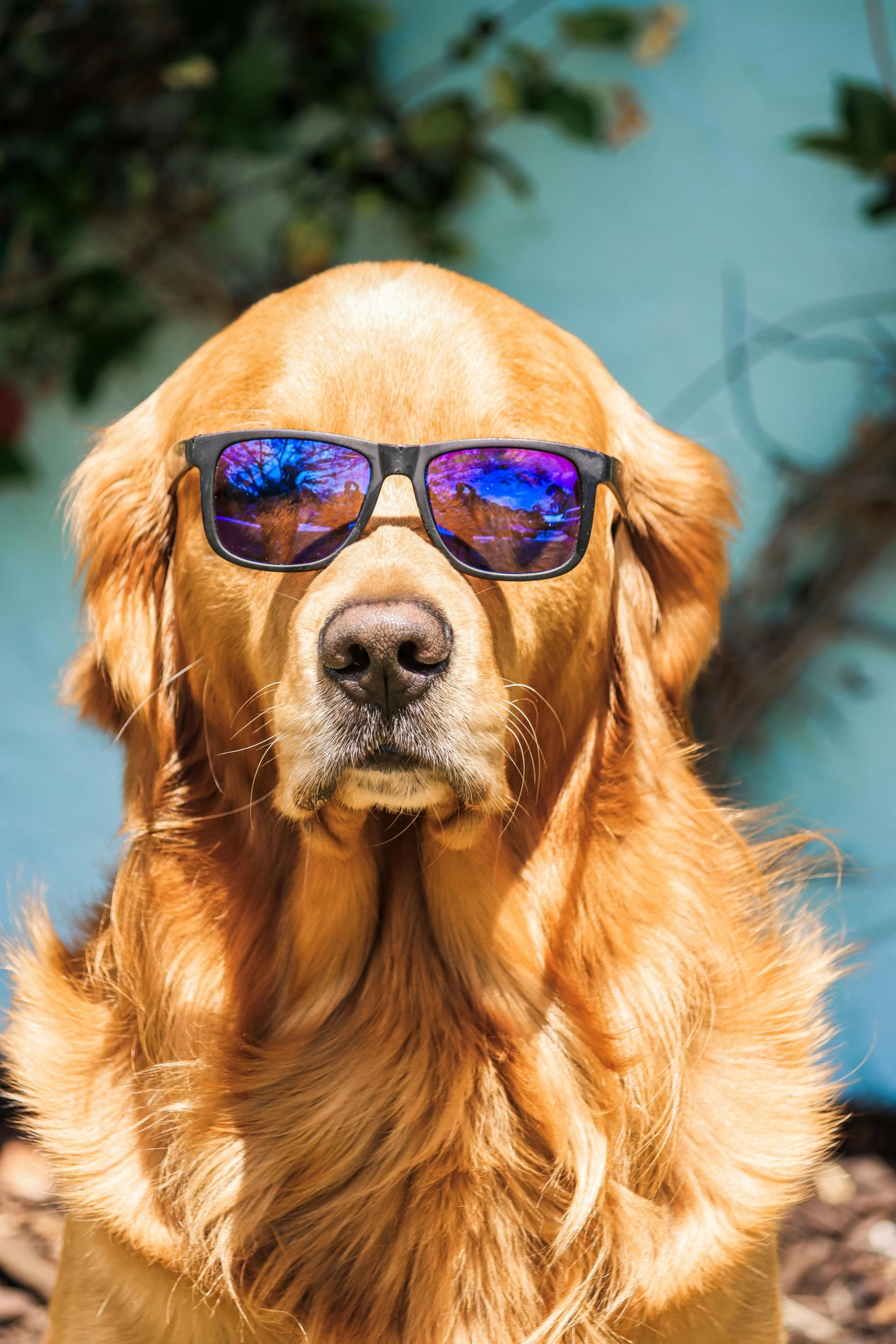 Chien portant des lunettes de soleil pour se protéger les yeux en vacances au soleil