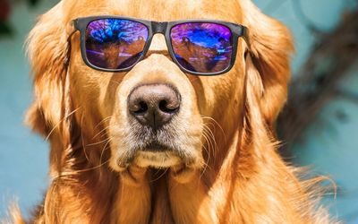 Chien portant des lunettes de soleil pour se protéger les yeux en vacances au soleil