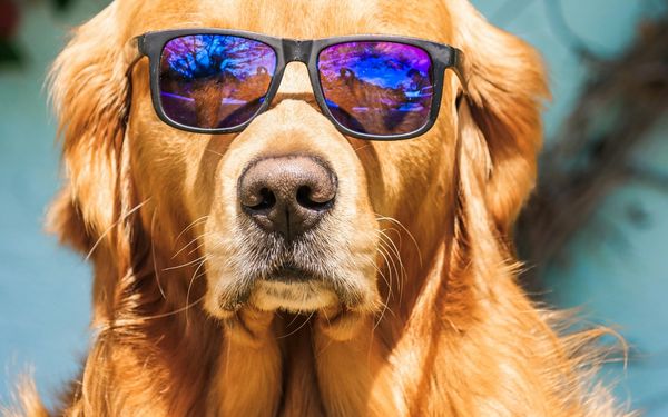 Chien portant des lunettes de soleil pour se protéger les yeux en vacances au soleil