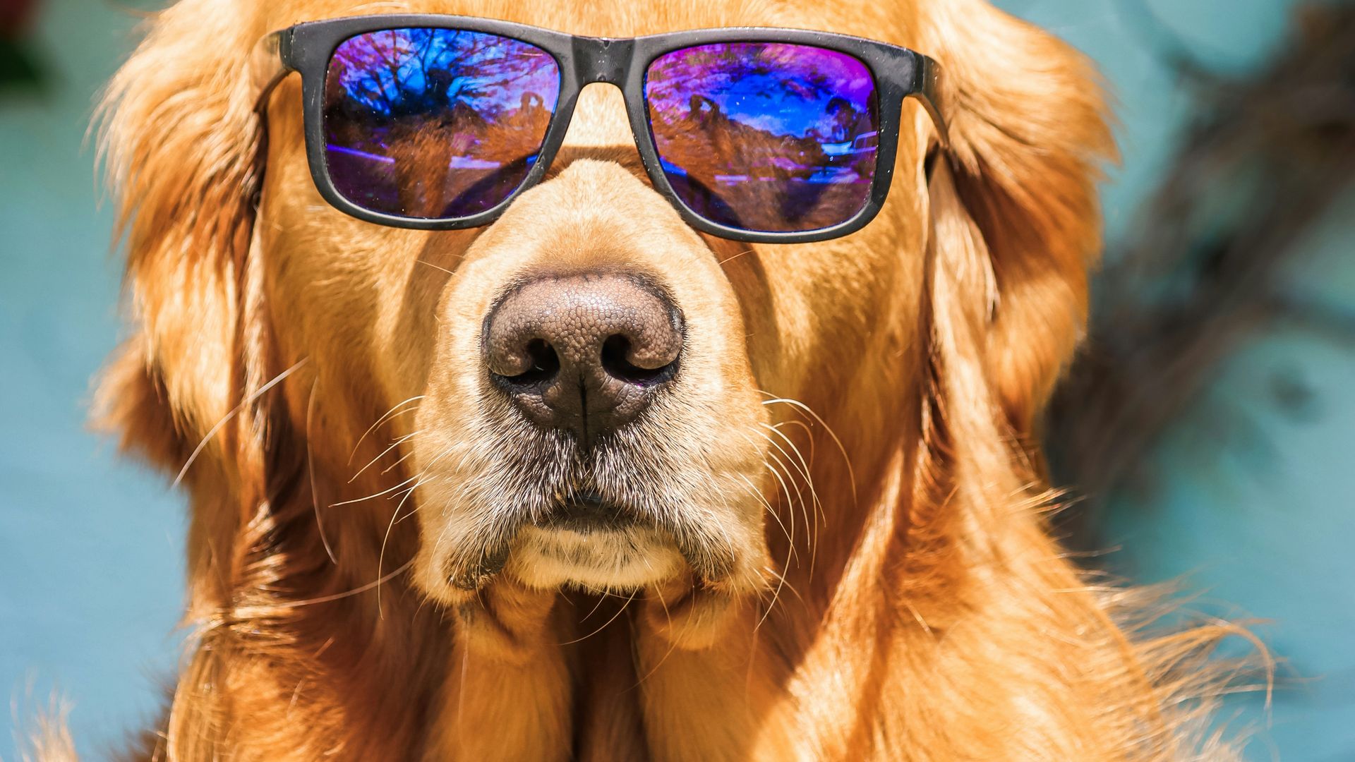 Chien portant des lunettes de soleil pour se protéger les yeux en vacances au soleil