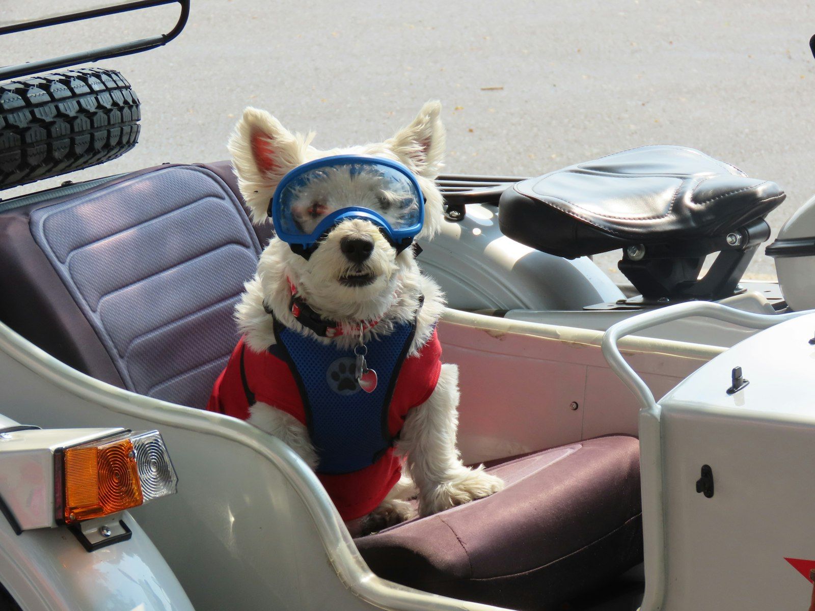 Petit chien avec casque et lunettes de protection installé dans un top case de moto