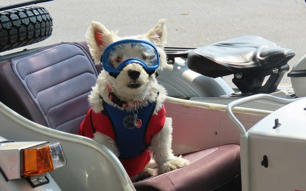 Petit chien avec casque et lunettes de protection installé dans un top case de moto