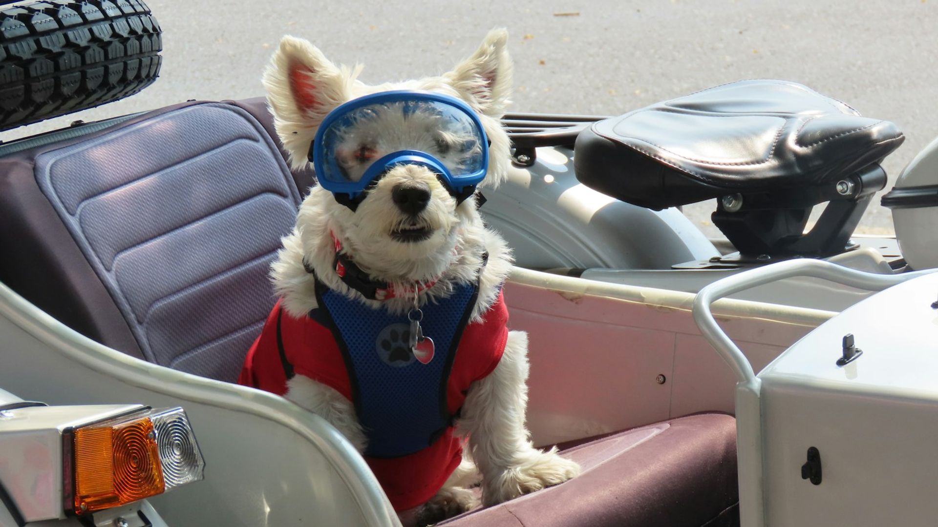Petit chien avec casque et lunettes de protection installé dans un top case de moto