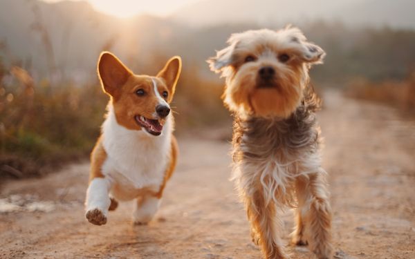 Chien profitant de la mer en Grèce, destination dog-friendly avec soleil et plage