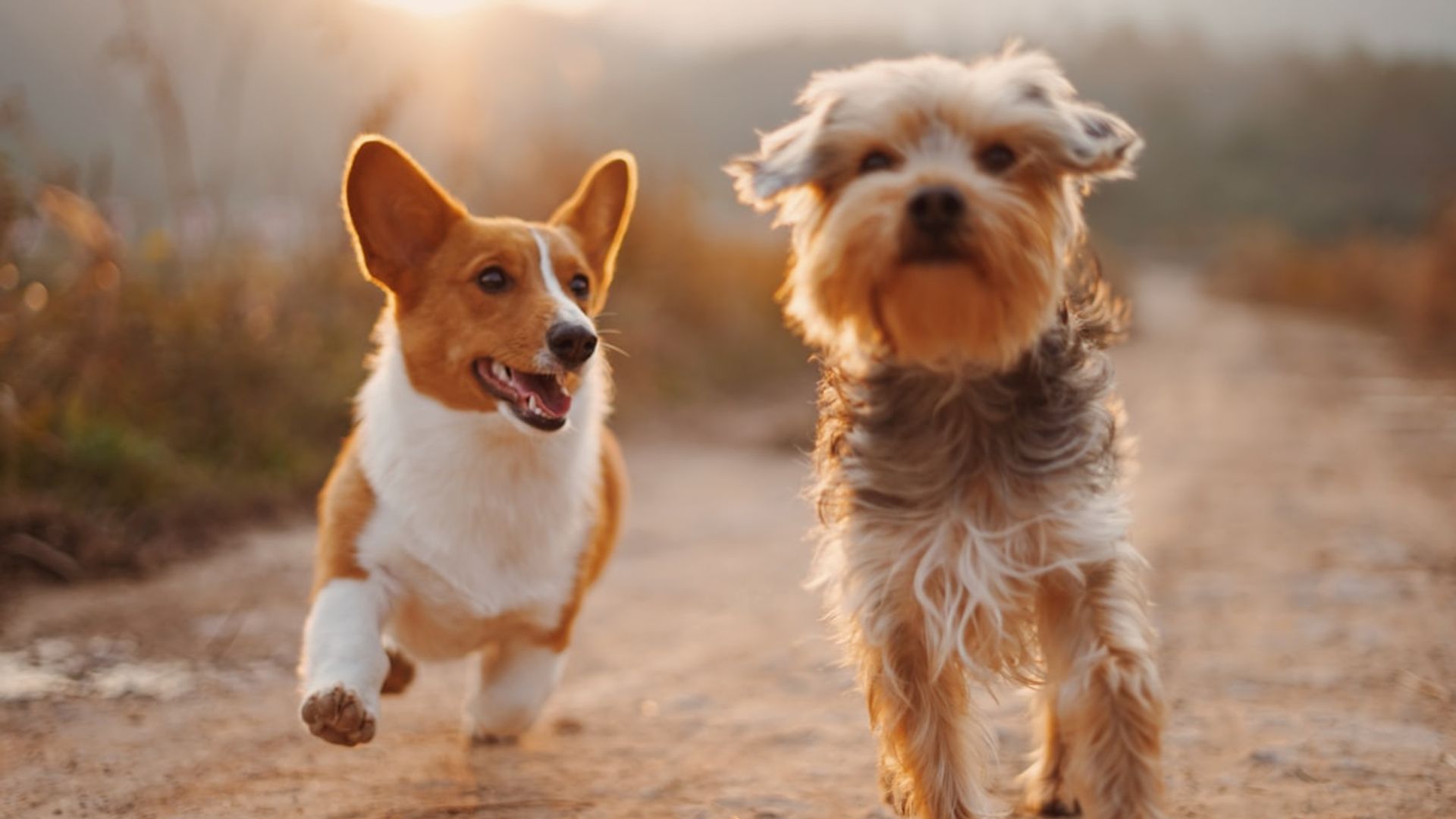 Chien en laisse se promenant dans un parc urbain verdoyant à Lyon, allée ombragée
