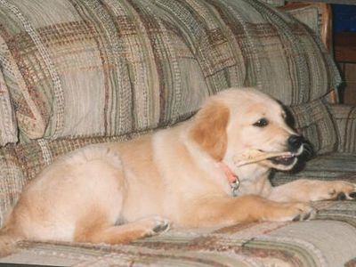 Photo Retriever de la Nouvelle-Écosse