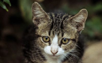 Chien en balade sur la côte méditerranéenne à Marseille