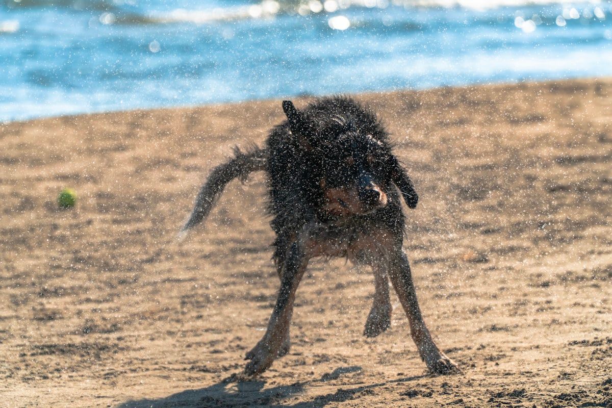 Chien jouant sur la plage lors d'un week-end d'été en France