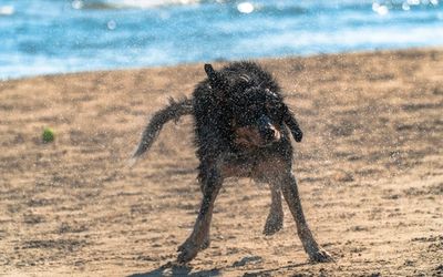 Chien jouant sur la plage lors d'un week-end d'été en France