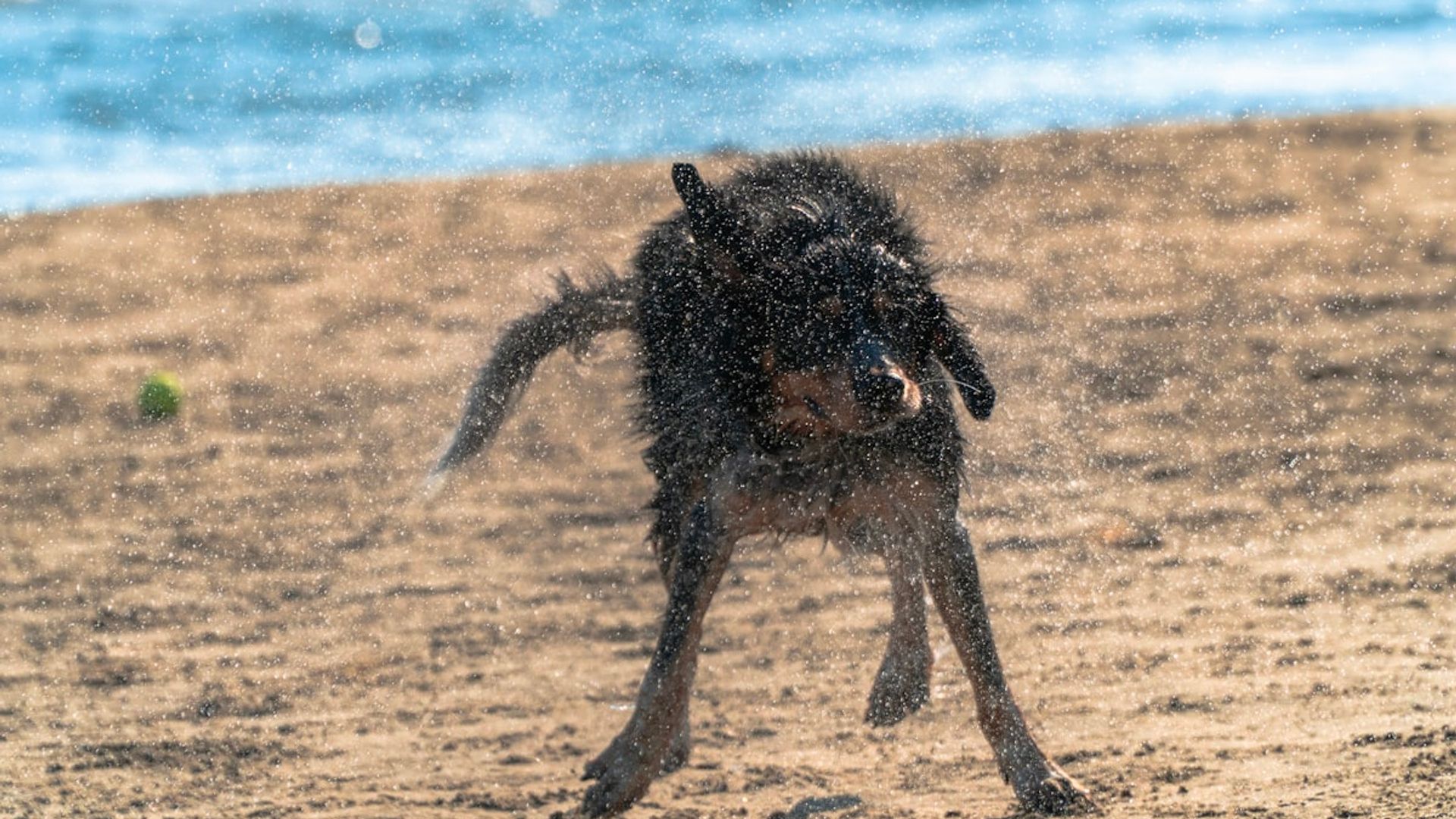 Chien jouant sur la plage lors d'un week-end d'été en France