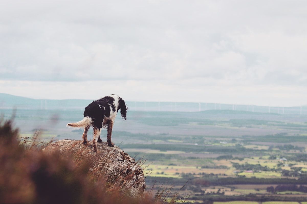 Un chien noir et blanc sur un rocher face aux paysages sauvages d'Irlande