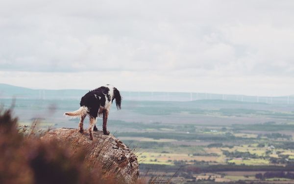 Un chien noir et blanc sur un rocher face aux paysages sauvages d'Irlande
