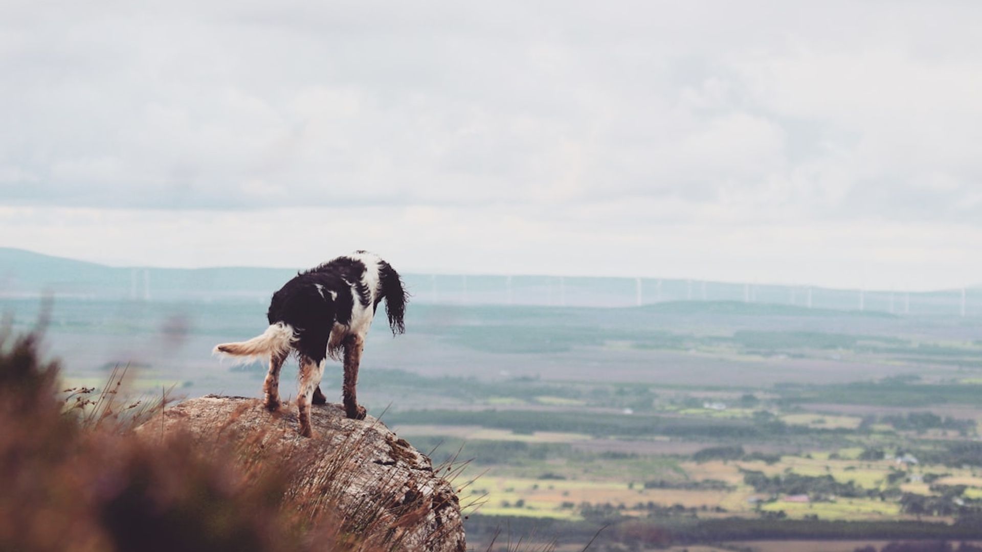 Un chien noir et blanc sur un rocher face aux paysages sauvages d'Irlande