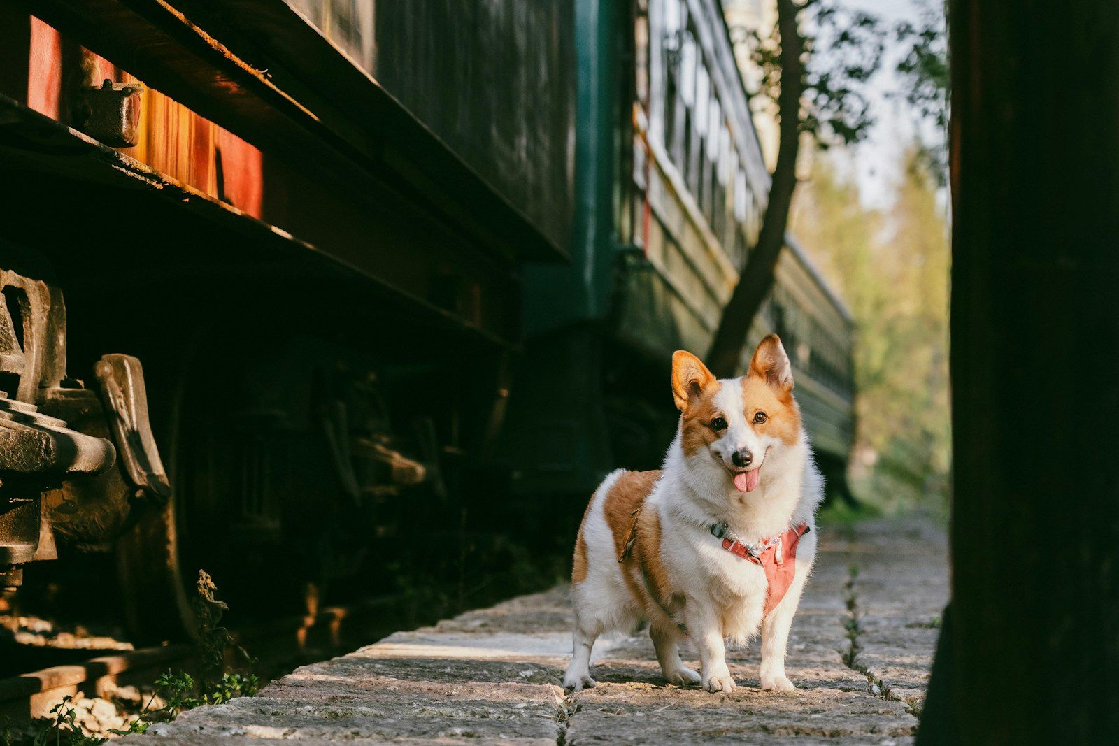 Corgi attendant le train sur un quai de gare, prêt à voyager avec son maître