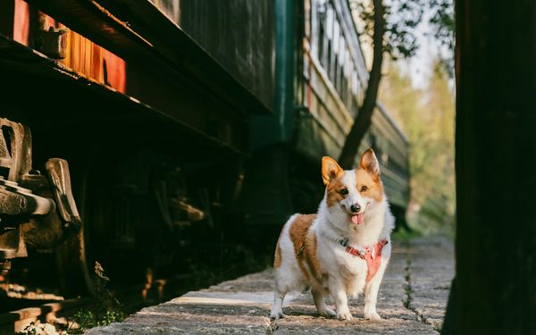Corgi attendant le train sur un quai de gare, prêt à voyager avec son maître