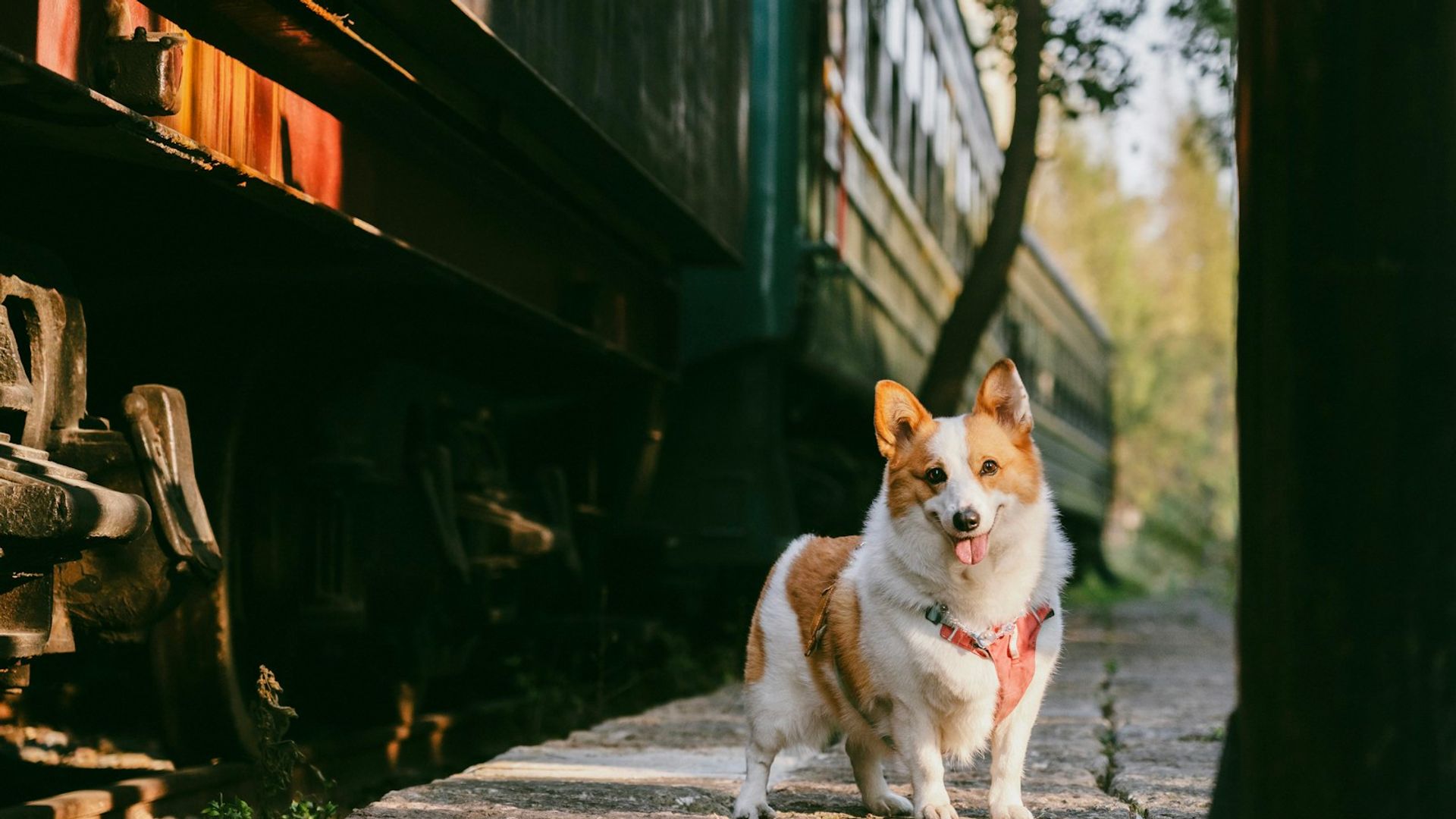 Corgi attendant le train sur un quai de gare, prêt à voyager avec son maître