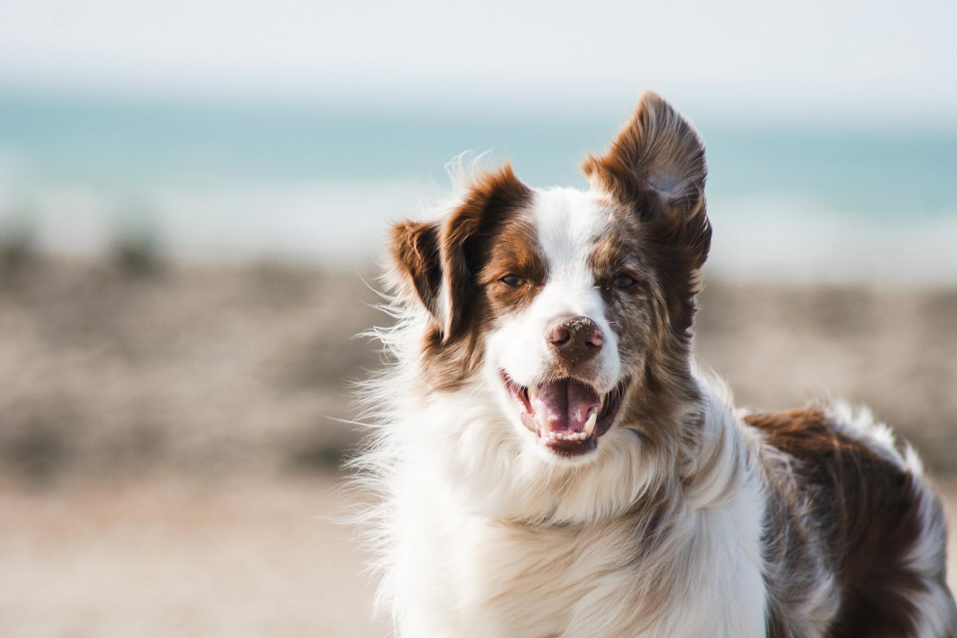Chien heureux dans un parc ensoleillé, prêt pour un week-end dog-friendly à Montpellier