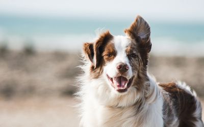 Chien en promenade dans les rues de Strasbourg, ville dog-friendly d'Alsace