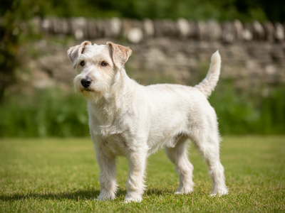 Photo d'un Sealyham Terrier adulte