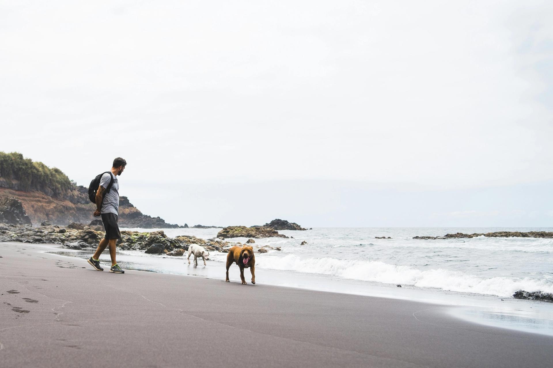 Homme promenant ses chiens sur le bord de mer en Espagne