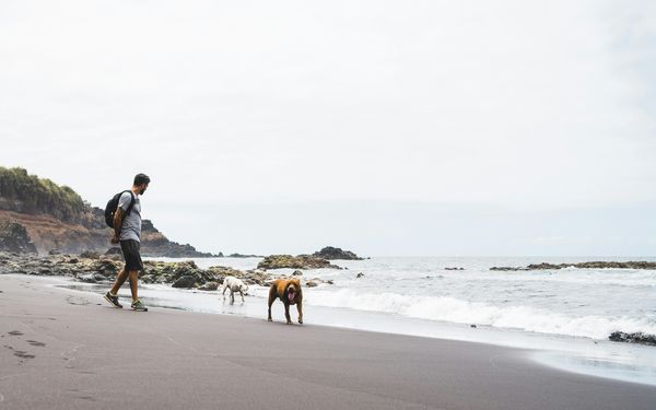 Homme promenant ses chiens sur le bord de mer en Espagne