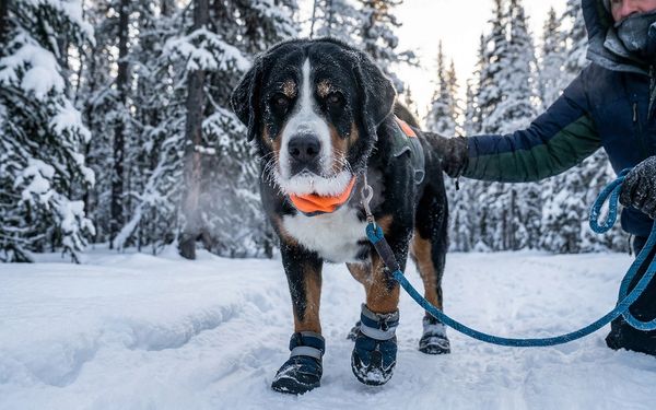 Chien dans la neige
