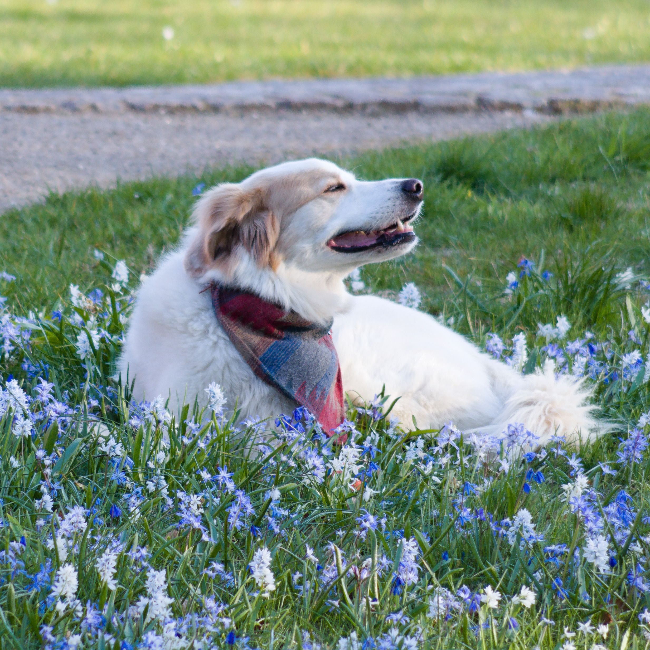 Chien allongé dans un tapis de fleurs bleues de printemps