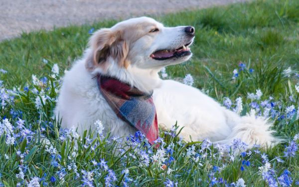 Chien allongé dans un tapis de fleurs bleues de printemps