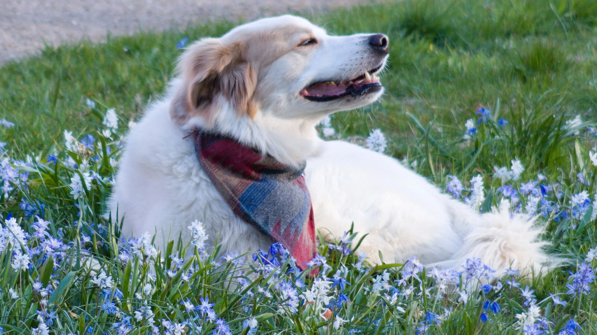 Chien allongé dans un tapis de fleurs bleues de printemps