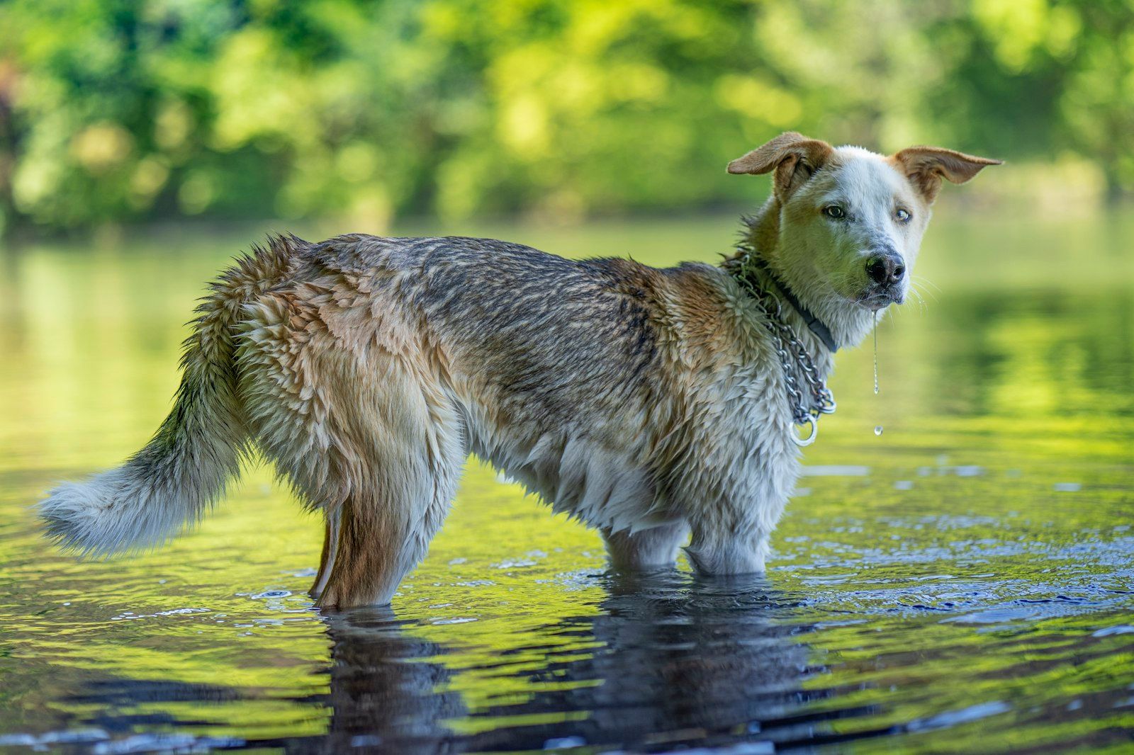 Chien se baignant dans une rivière en pleine nature