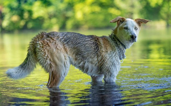 Chien se baignant dans une rivière en pleine nature