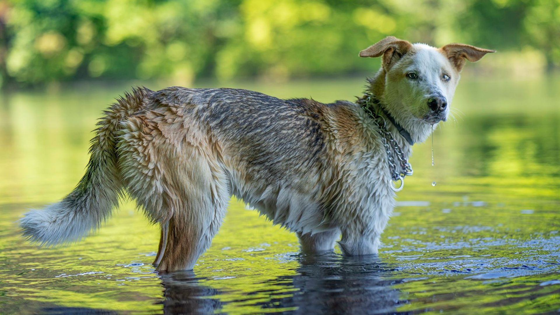 Chien se baignant dans une rivière en pleine nature