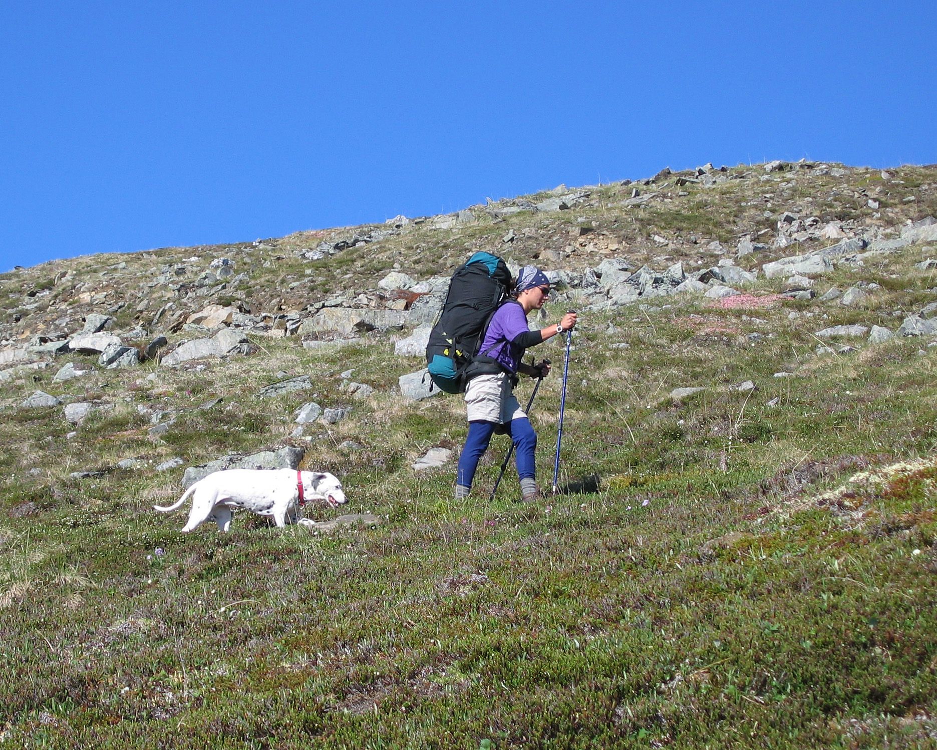 Chien en randonnée sur un sentier de montagne, dans un décor similaire aux itinéraires du Vercors et de la Chartreuse au-dessus de Grenoble