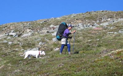 Chien en randonnée sur un sentier de montagne, dans un décor similaire aux itinéraires du Vercors et de la Chartreuse au-dessus de Grenoble