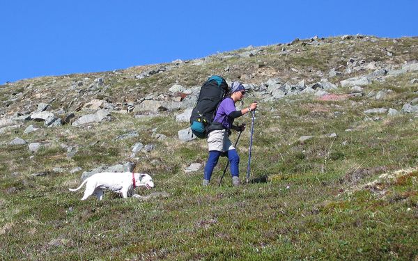 Chien en randonnée sur un sentier de montagne, dans un décor similaire aux itinéraires du Vercors et de la Chartreuse au-dessus de Grenoble