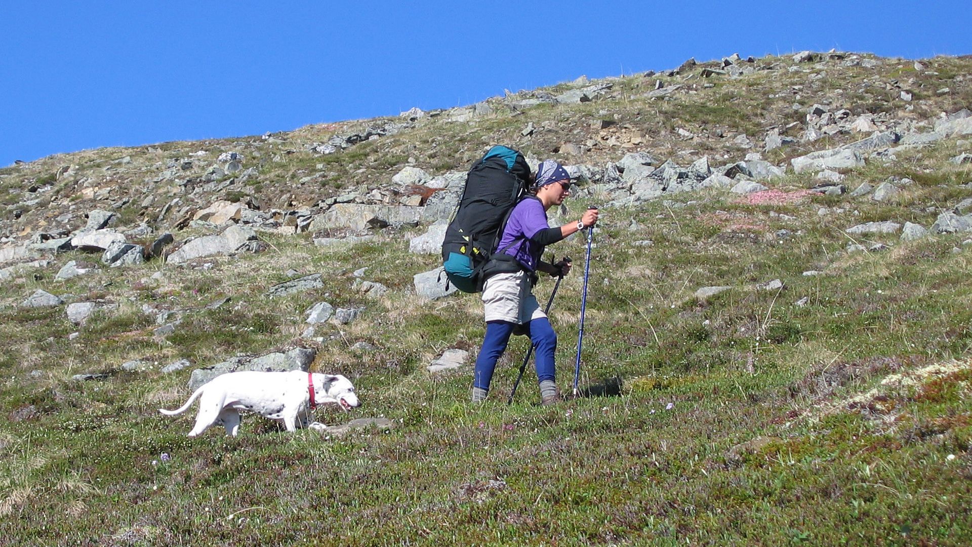 Chien en randonnée sur un sentier de montagne, dans un décor similaire aux itinéraires du Vercors et de la Chartreuse au-dessus de Grenoble