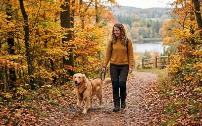 Chien profitant de l'automne en forêt