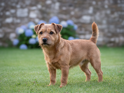 Photo d'un Norfolk Terrier adulte