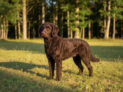 Photo d'un Curly-Coated Retriever adulte