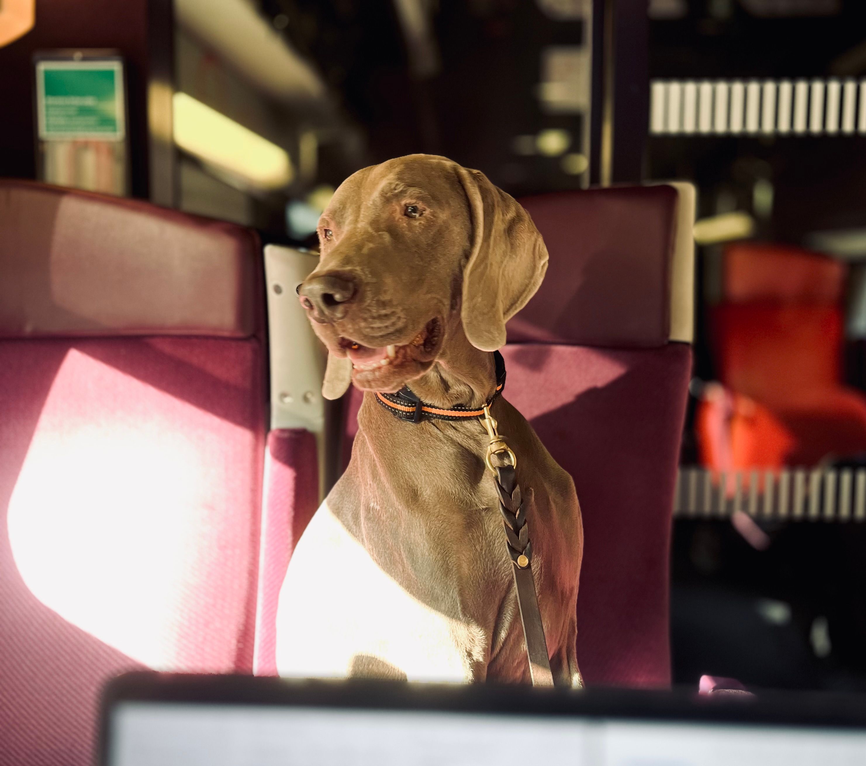 Braque de Weimar dans un train SNCF