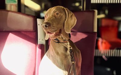 Braque de Weimar dans un train SNCF