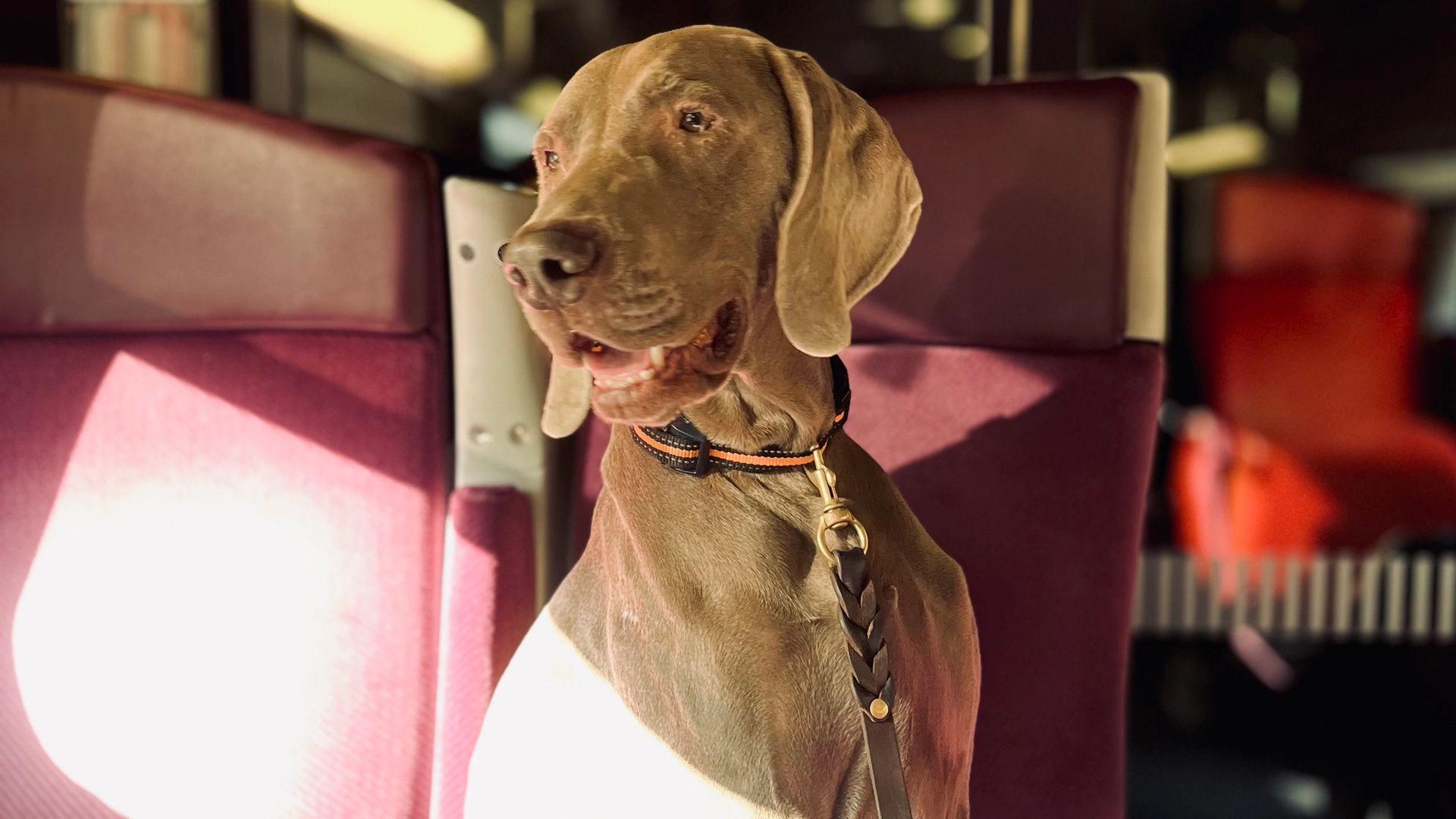 Braque de Weimar dans un train SNCF