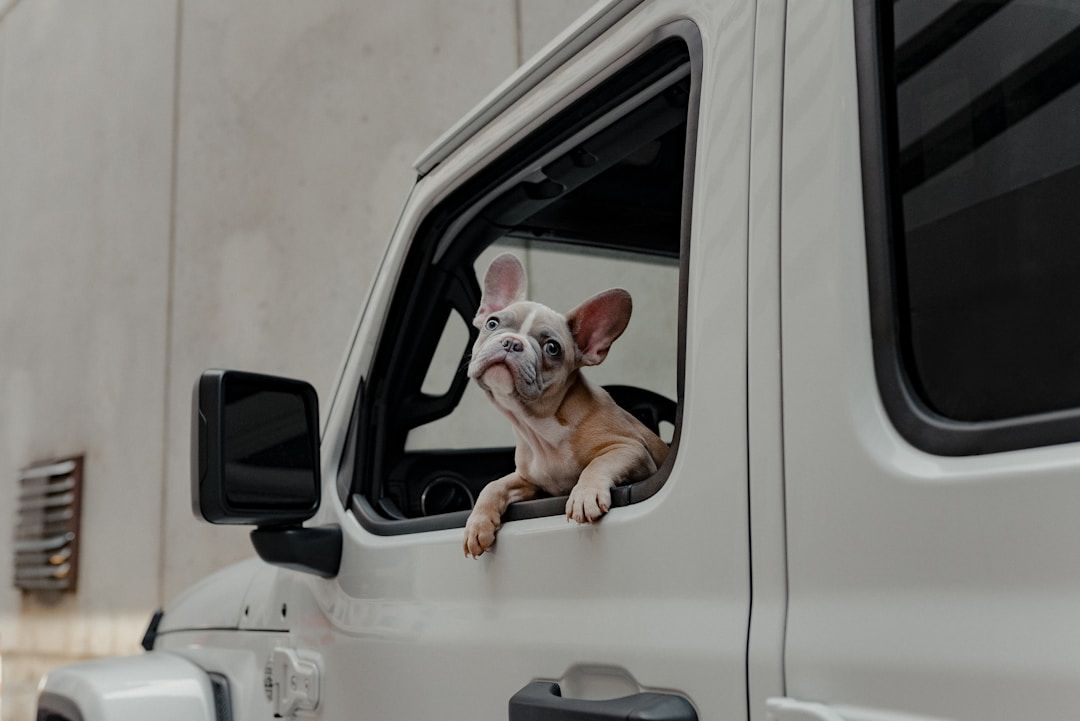 Chien regardant par la fenêtre d'une voiture lors d'un trajet en voiture