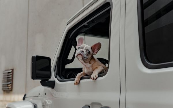 Chien regardant par la fenêtre d'une voiture lors d'un trajet en voiture