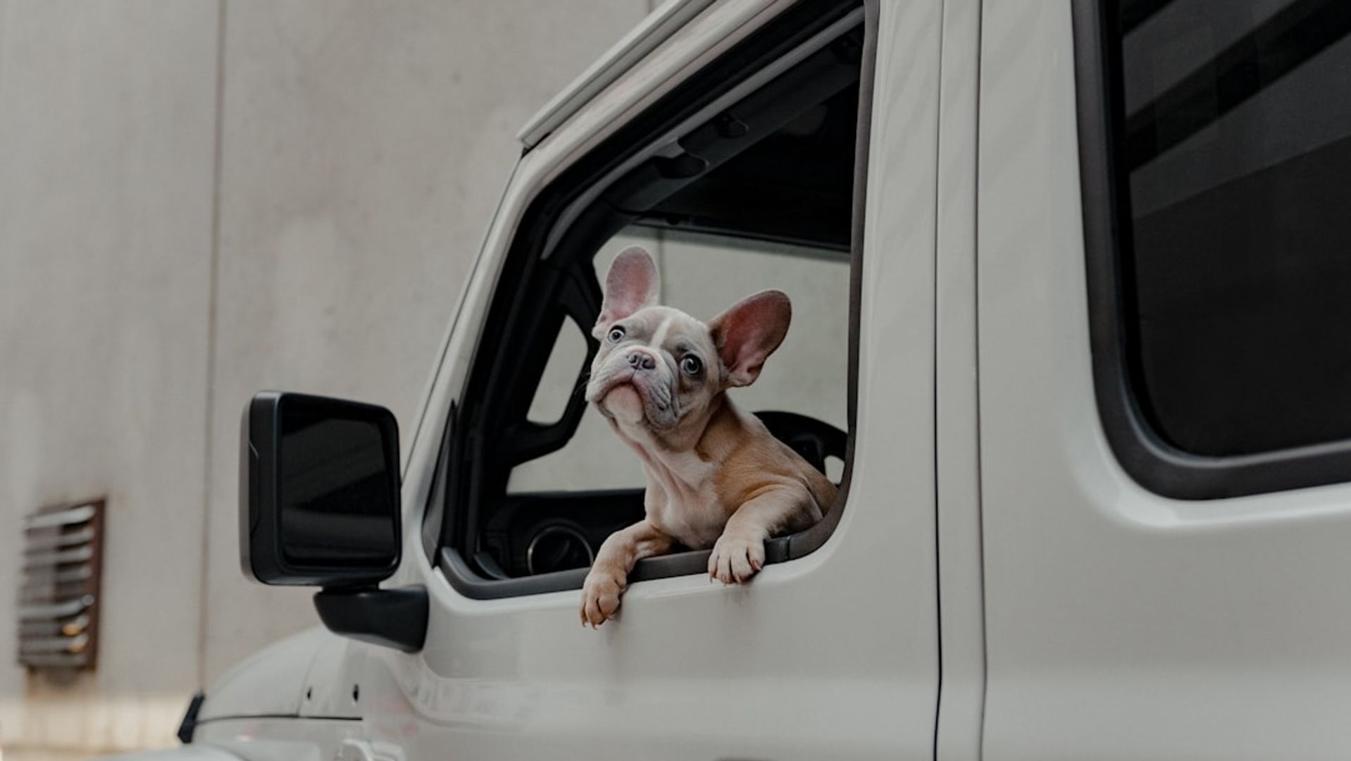 Chien regardant par la fenêtre d'une voiture lors d'un trajet en voiture