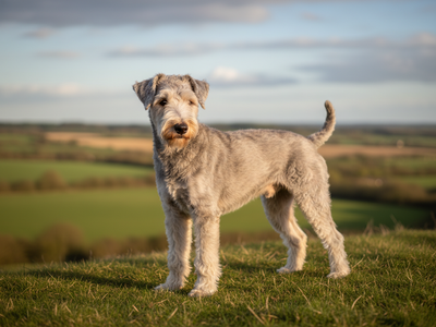 Photo d'un Bedlington Terrier adulte